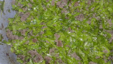 Couve com carne moída