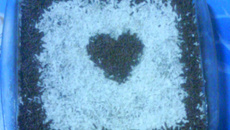 Pavê de chocolate e coco