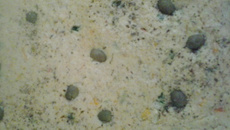 Omelete de frango ao forno