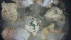 Pescada branca frita ao alho