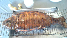 Piauçu a Pantaneira