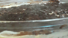 Torta de bolacha com recheio de chocolate