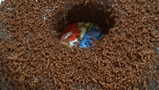 Brigadeirão de micro-ondas