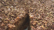 Bolo de laranja integral da Thata