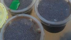 Bolo no pote de brigadeiro