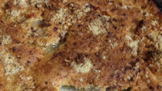 Cuca de banana nanica