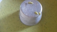 Bolo de casca de abóbora