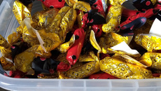 Bala de mel deliciosa