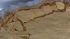 Sobremesa de pão-de-ló de nozes