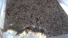 Sobremesa prestígio