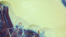 Mousse de maracujá com chocolate