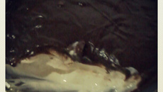 Mousse de cupuaçu muito fácil