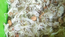 Salada de repolho e miojo frito