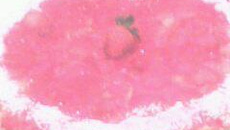 Torta de morango original