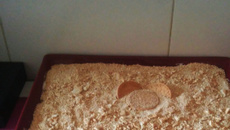 Bolo de bolacha delicioso