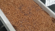 Prestígio fácil fácil