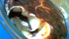 Bombom torta de limão