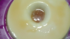 Pudim de leite condensado gelado