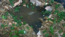 Salmão ao molho de Shimeji