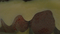 Bombom de Morango no Refratário