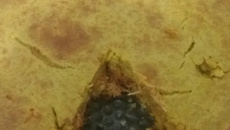 Torta integral de frango