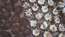 Brigadeiro cremoso de café no copinho