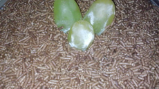 Brigadeiro diet de abóbora