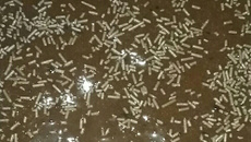 Bolo de chocolate fácil e gostoso