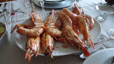 Camarão tigre dos deuses