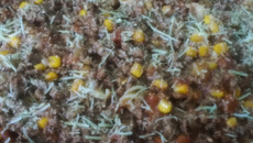 Macarrão a Bolonhesa