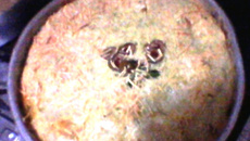 Torta delícia de frango