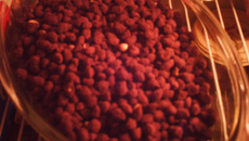 Amendoim crocante de chocolate