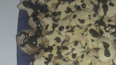 Biscoito bicolor serpentina