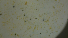 Molho branco de bacon para macarrão