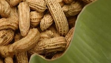 Cajuzinhos de amendoim