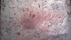 Torta de presunto e queijo