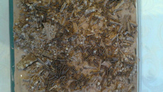 Torta de Bolacha Prática e Não vai ao Fogo