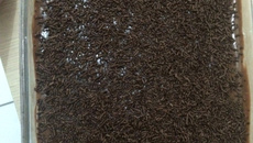 Torta de chocolate com coco