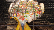 Pacú Pizza (Pacú ou Dourado assado)