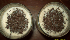 Milk shake caseiro fácil e rápido