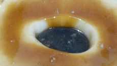 Pudim de leite condensado sem forno