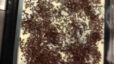 Torta de bolacha choconata