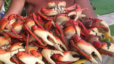 Caranguejos de Aratuba