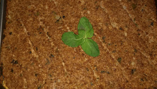 Quibe assado - libanês