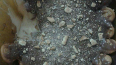 Pavê de limão cobertura chocolate