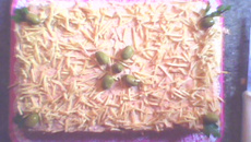 Bolo salgado de salsicha