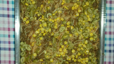 Macarrão à bolonhesa colorido