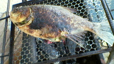 Pacu na churrasqueira