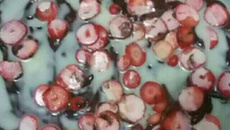 Pizza de chocolate com morango