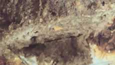 Carne moída com creme de cebola